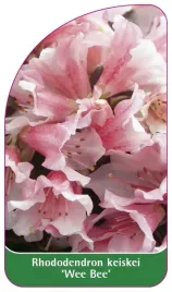 etykieta-szkolkarska-rhododendron-keiskei-wee-bee-standard