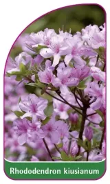 etykieta-szkolkarska-rhododendron-kiusianum-mini