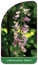 etykieta-szkolkarska-laburnocytisus-adamii