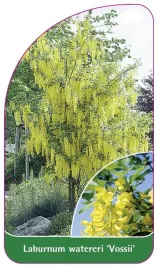 etykieta-szkolkarska-laburnum-watereri-vossii-a-standard