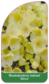 etykieta-szkolkarska-rhododendron-ludowii-wren-standard