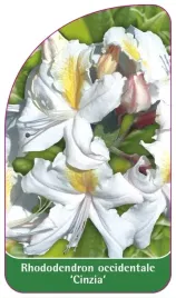 etykieta-szkolkarska-rhododendron-occidentale-cinzia