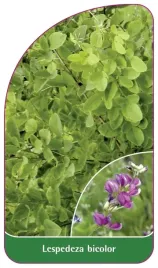 etykieta-szkolkarska-lespedeza-bicolor