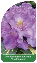etykieta-szkolkarska-rhododendron-ponticum-goldflimmer-a