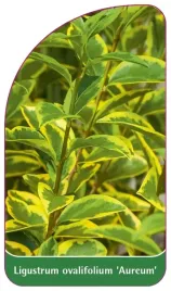 etykieta-szkolkarska-ligustrum-ovalifolium-aureum