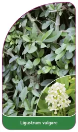 etykieta-szkolkarska-ligustrum-vulgare