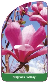 etykieta-szkolkarska-magnolia-galaxy