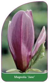 etykieta-szkolkarska-magnolia-jane