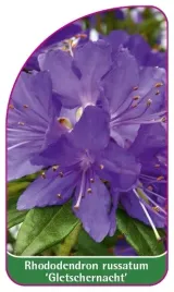 etykieta-szkolkarska-rhododendron-russatum-gletschernacht-mini-b