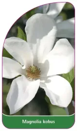 etykieta-szkolkarska-magnolia-kobus