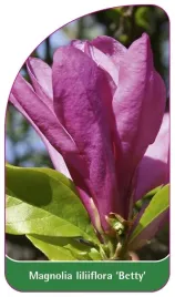 etykieta-szkolkarska-magnolia-liliiflora-betty-b