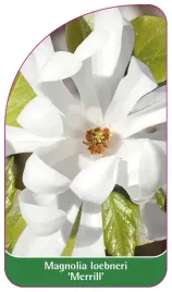 etykieta-szkolkarska-magnolia-loebneri-merrill