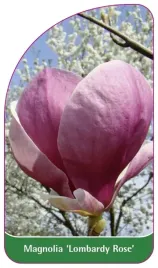 etykieta-szkolkarska-magnolia-lombardy-rose
