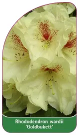 etykieta-szkolkarska-rhododendron-wardii-goldbukett