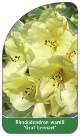 etykieta-szkolkarska-rhododendron-wardii-graf-lennart