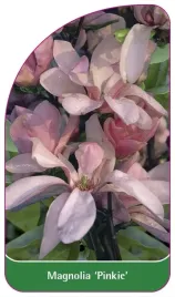 etykieta-szkolkarska-magnolia-pinkie-a
