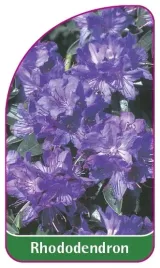 etykieta-szkolkarska-rhododendron
