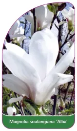 etykieta-szkolkarska-magnolia-soulangeana-alba