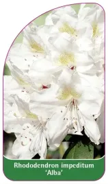 etykieta-szkolkarska-rhododendron-impeditum-alba