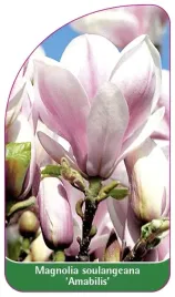 etykieta-szkolkarska-magnolia-soulangeana-amabilis
