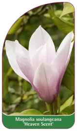 etykieta-szkolkarska-magnolia-soulangeana-heaven-scent