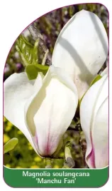 etykieta-szkolkarska-magnolia-soulangeana-manchu-fan
