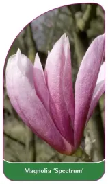 etykieta-szkolkarska-magnolia-spectrum