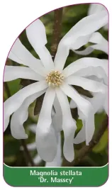etykieta-szkolkarska-magnolia-stellata-dr-massey