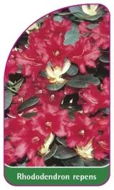 etykieta-szkolkarska-rhododendron-repens-mini