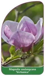 etykieta-szkolkarska-magnolia-soulangeana-verbanica