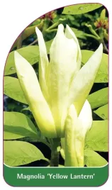 etykieta-szkolkarska-magnolia-yellow-lantern-a