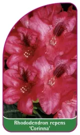 etykieta-szkolkarska-rhododendron-repens-corinna