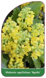 etykieta-szkolkarska-mahonia-aquifolium-apollo
