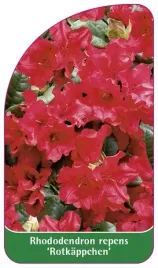 etykieta-szkolkarska-rhododendron-repens-rotkappchen-standard