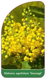 etykieta-szkolkarska-mahonia-aquifolium-smaragd