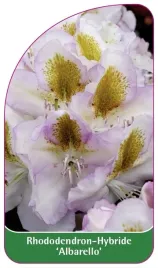 etykieta-szkolkarska-rhododendron-albarello