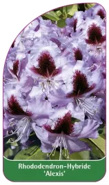 etykieta-szkolkarska-rhododendron-alexis