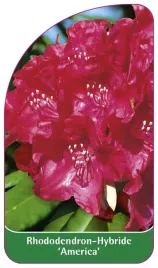 etykieta-szkolkarska-rhododendron-america-b