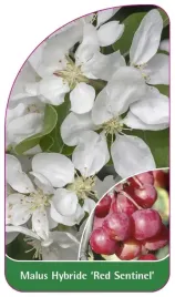 etykieta-szkolkarska-malus-hybride-red-sentinel-a