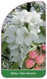 etykieta-szkolkarska-malus-john-downie