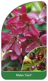 etykieta-szkolkarska-malus-liset