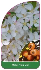 etykieta-szkolkarska-malus-pom-zai