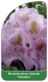 etykieta-szkolkarska-rhododendron-arkadius