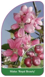 etykieta-szkolkarska-malus-royal-beauty-b