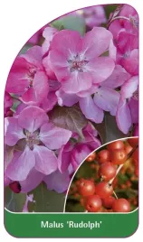 etykieta-szkolkarska-malus-rudolph-a