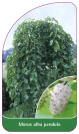 etykieta-szkolkarska-morus-alba-pendula-owoc-bialy