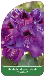 etykieta-szkolkarska-rhododendron-bariton