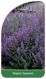 etykieta-szkolkarska-nepeta-faassenii