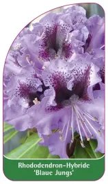 etykieta-szkolkarska-rhododendron-blaue-jungs