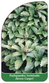 etykieta-szkolkarska-pachysandra-terminalis-green-carpet